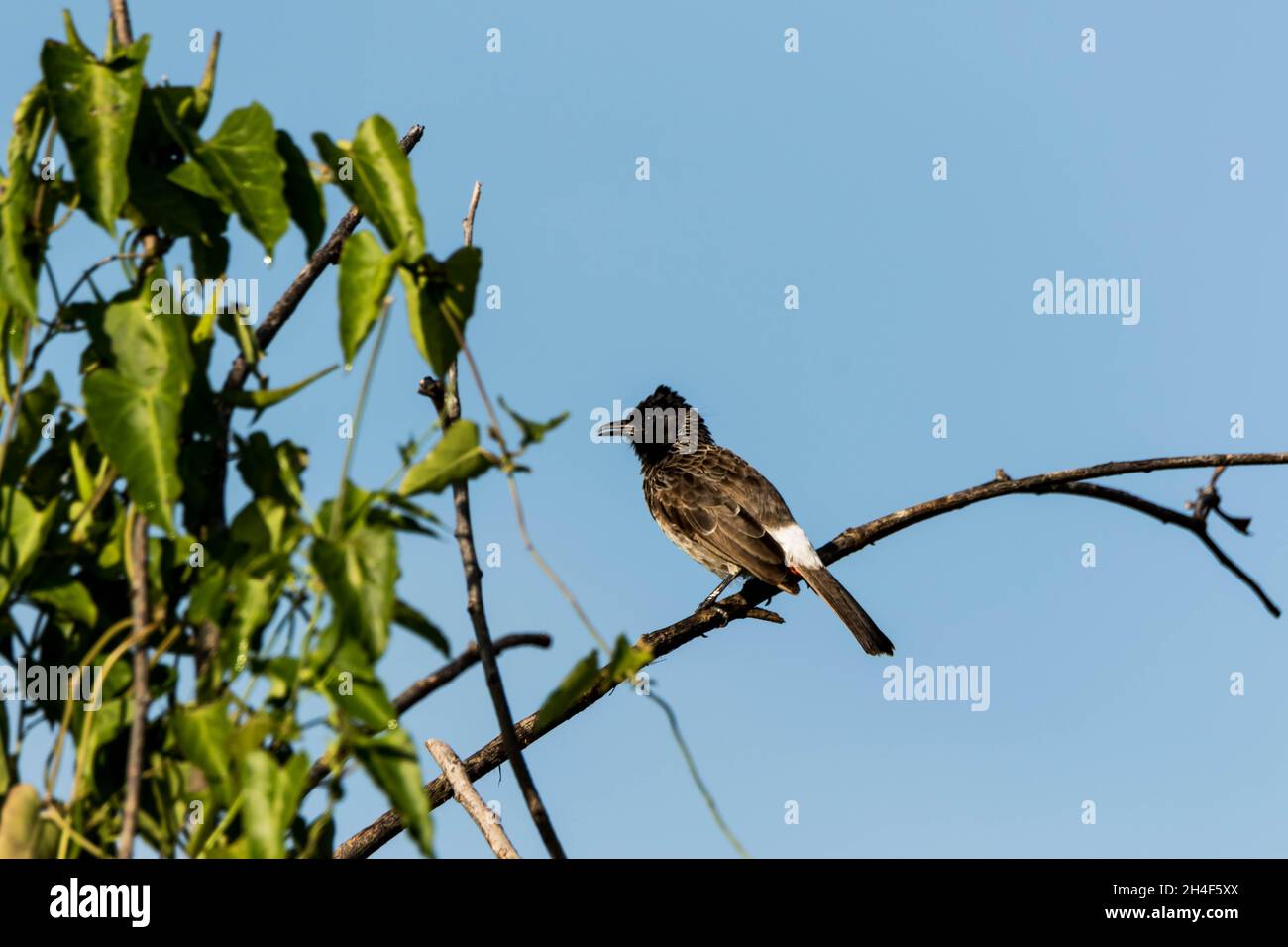 Un bellissimo uccello seduto su un ramo di un albero al mattino Foto Stock