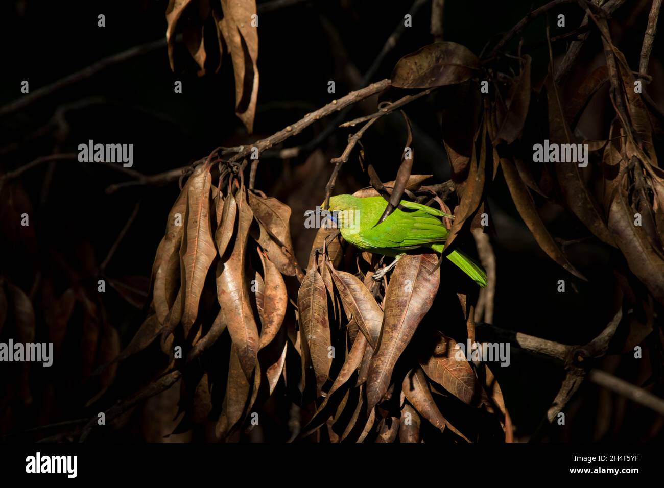 Un'immagine di un uccello verde nascosto in foglie secche Foto Stock