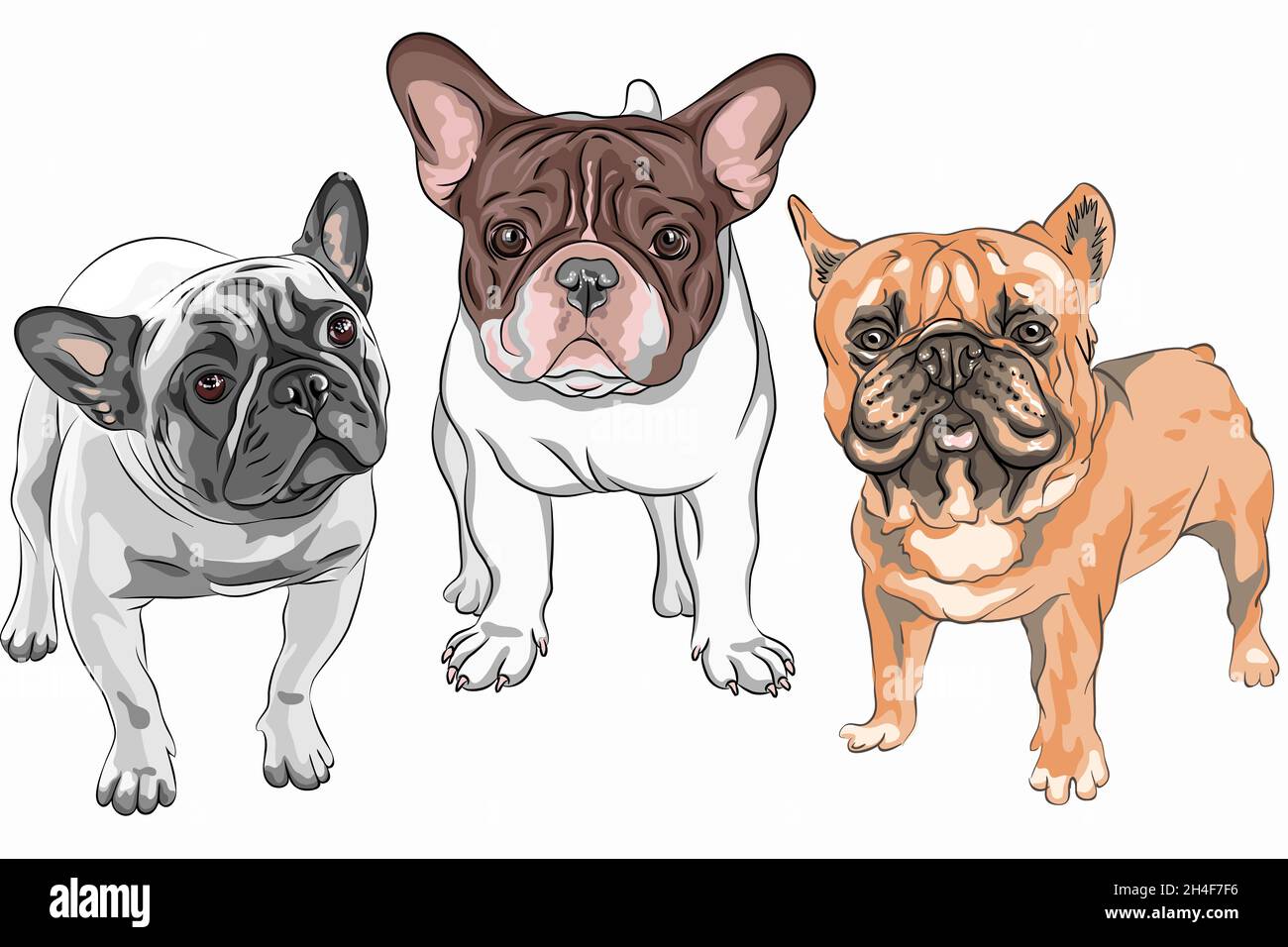 Set vettoriale di cani bianchi e fawn razza Bulldog francese, la colorazione più comune Illustrazione Vettoriale