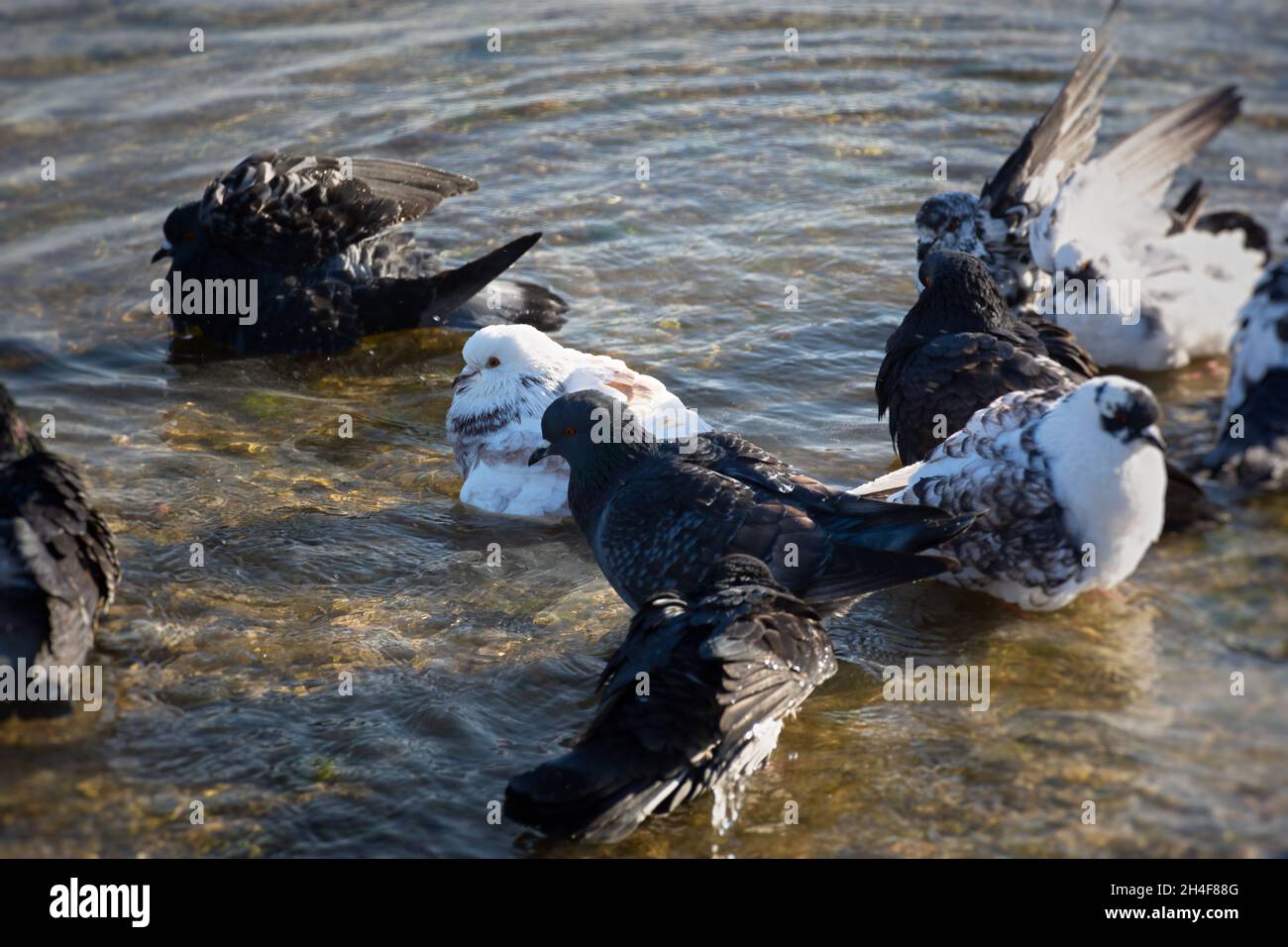 Piccioni acqua per fare il bagno. Un gruppo di grigi multicolore. Piccioni bianchi neri che si tuffano nell'acqua di mare. Un gruppo di uccelli urbani sta prendendo bagni. Il co Foto Stock