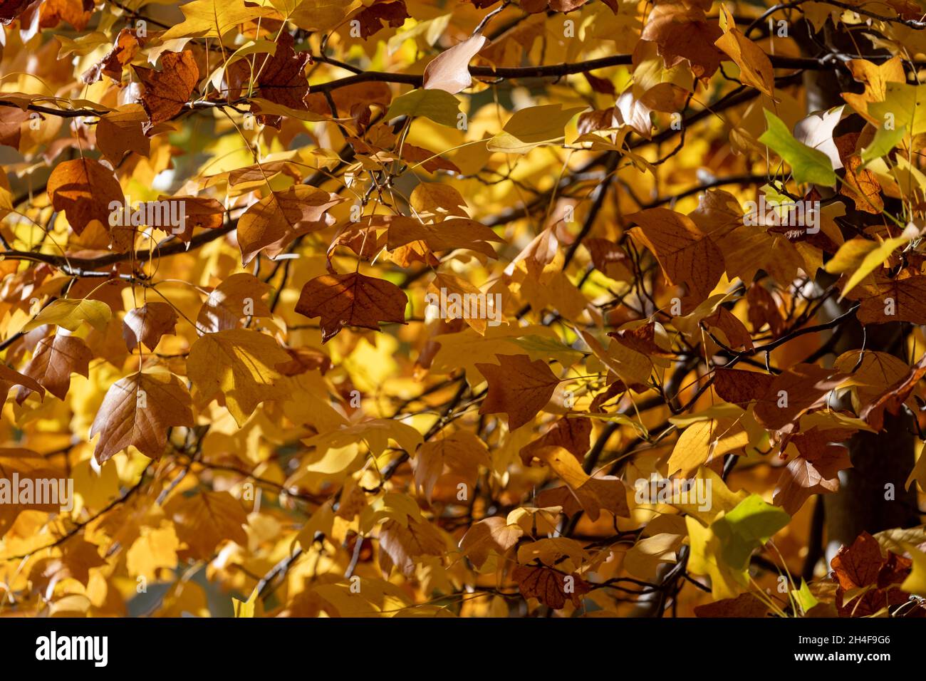 Autunno d'oro, foglie che girano su un albero a New Alresford, Hampshire, Regno Unito Foto Stock