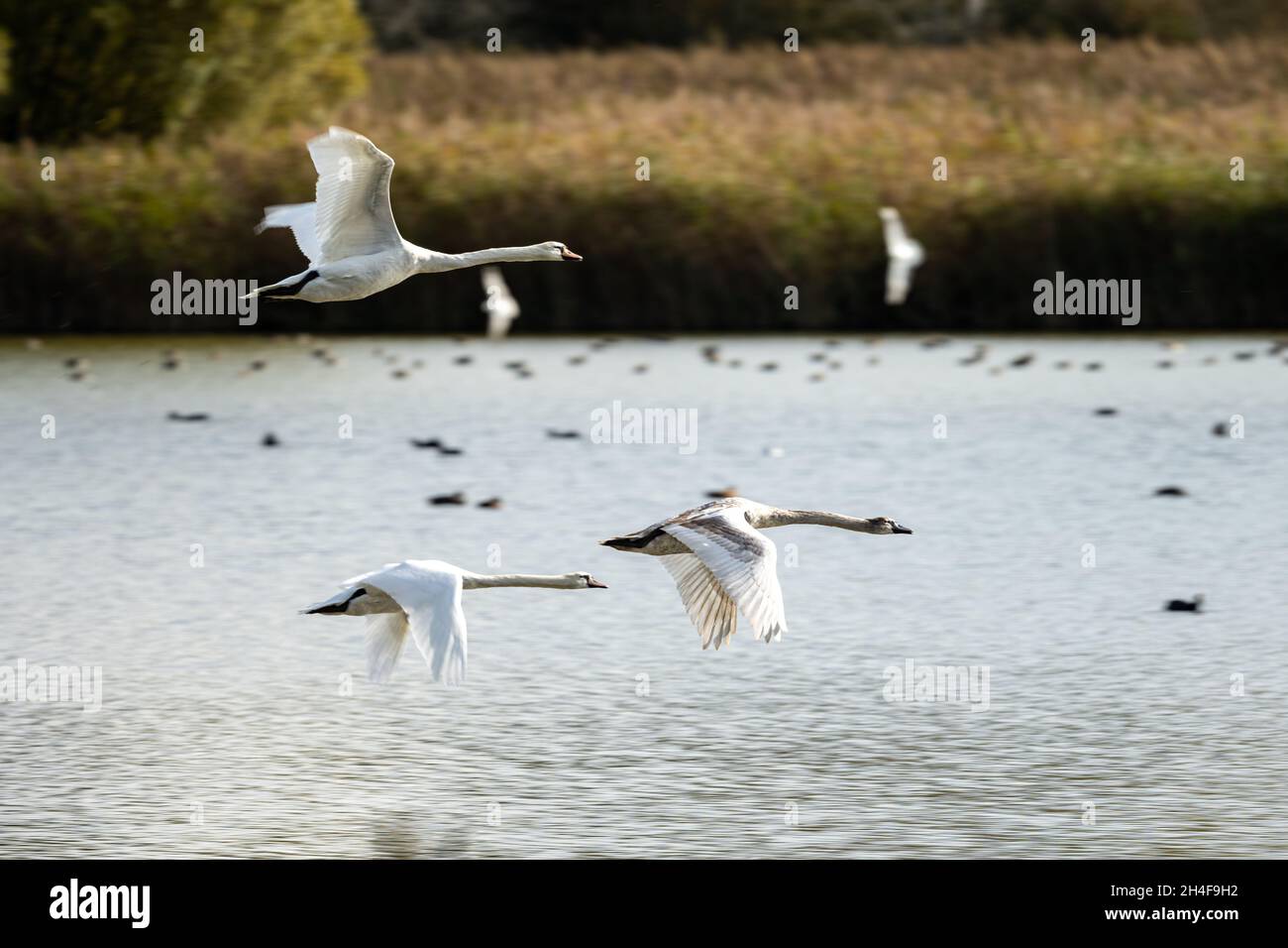 Lago Swan. Cigni che volano in formazione sopra il vecchio stagno di Alresford, creato come stagno di pesce per il vescovo di Winchester, ora una riserva naturale, Hampshire, Regno Unito Foto Stock