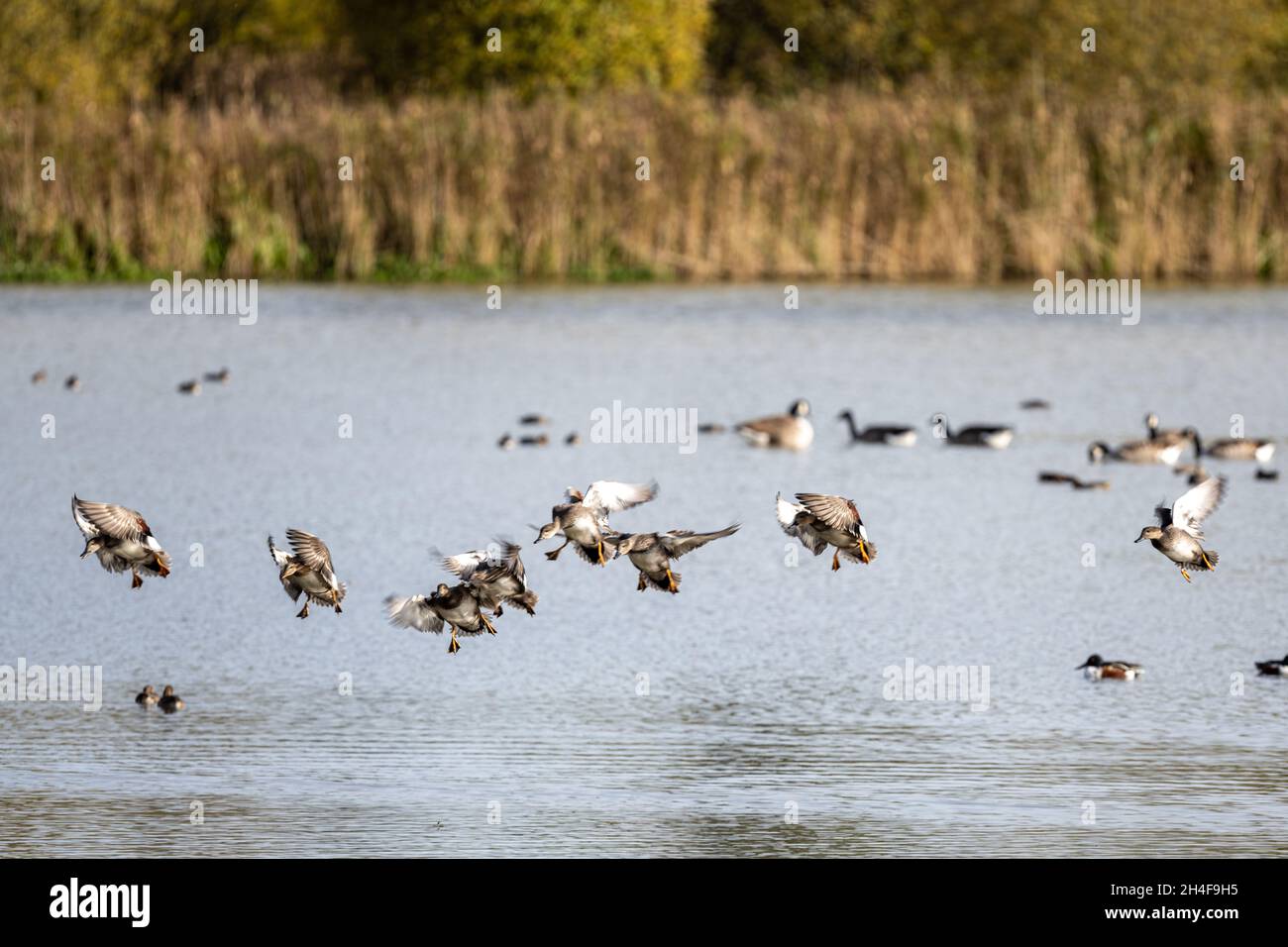 Anatre che atterrano sull'acqua a Old Alresford Pond, creato come un laghetto di pesci per il vescovo di Winchester, ora una riserva naturale, Hampsire, Regno Unito Foto Stock