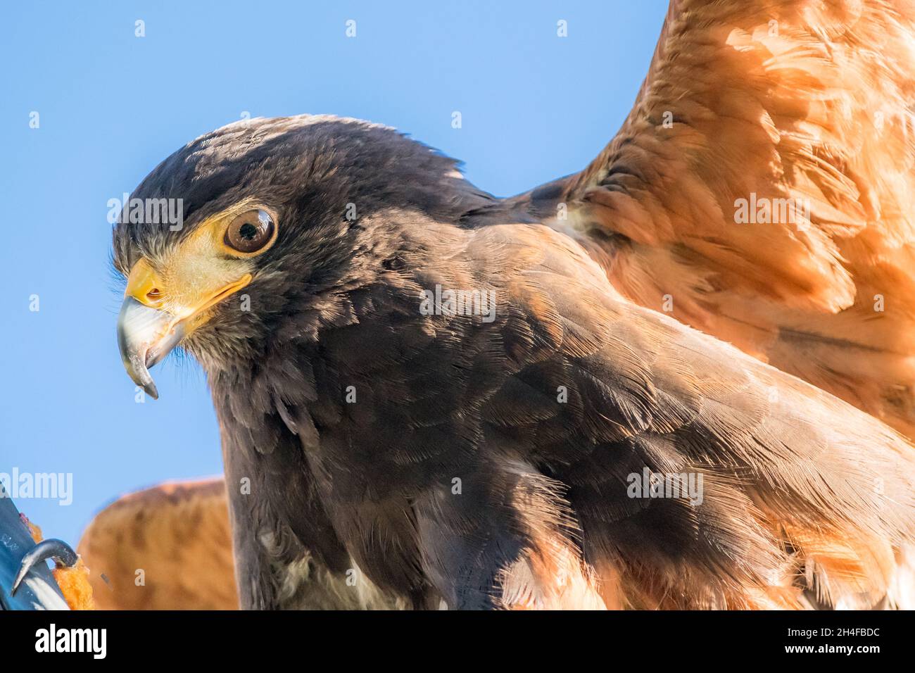 Primo piano della testa di un falco di Harris con becco acuto Foto Stock