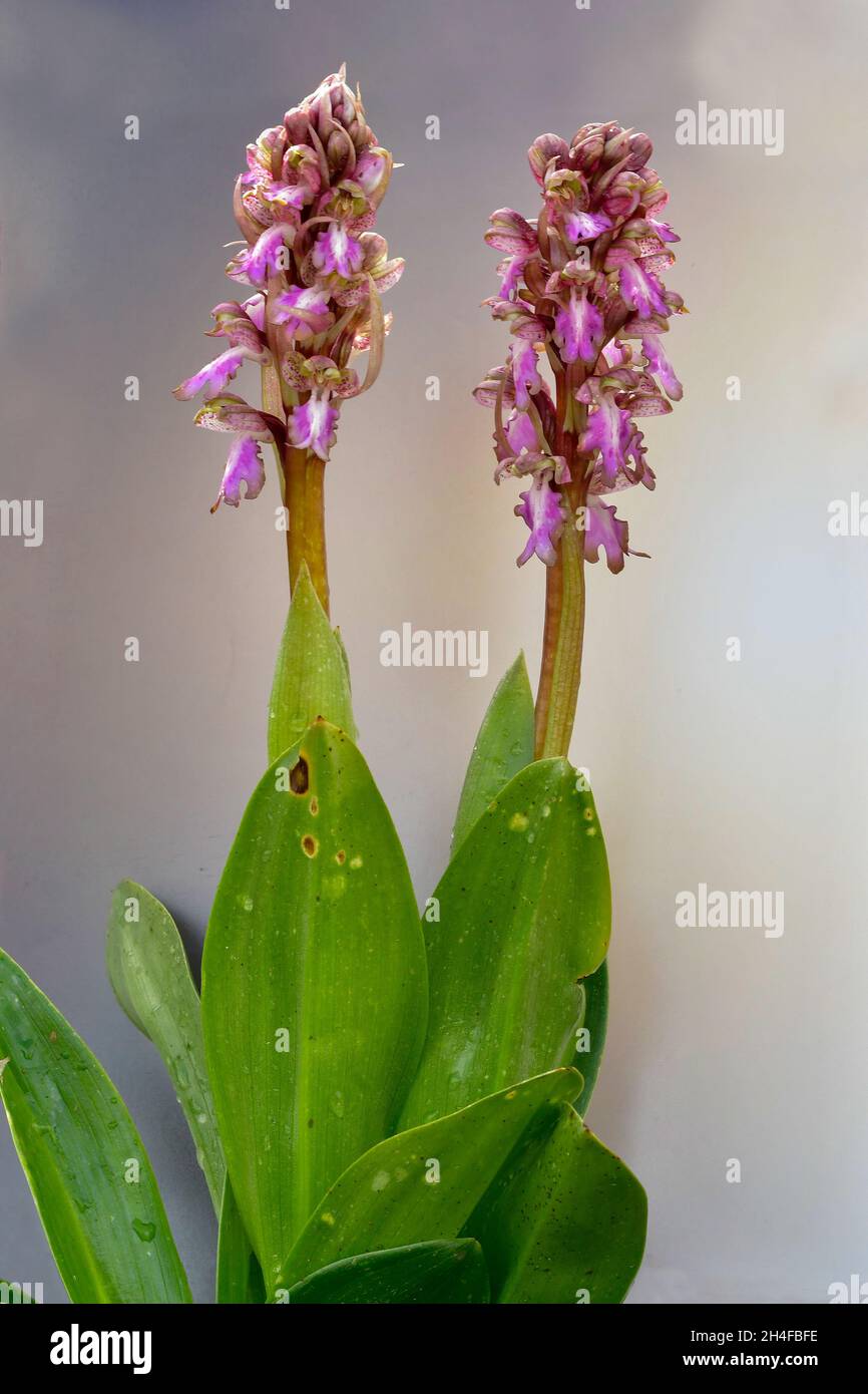 Barlia robertiana o Himantoglossum robertianum, orchidea gigante. Foto Stock