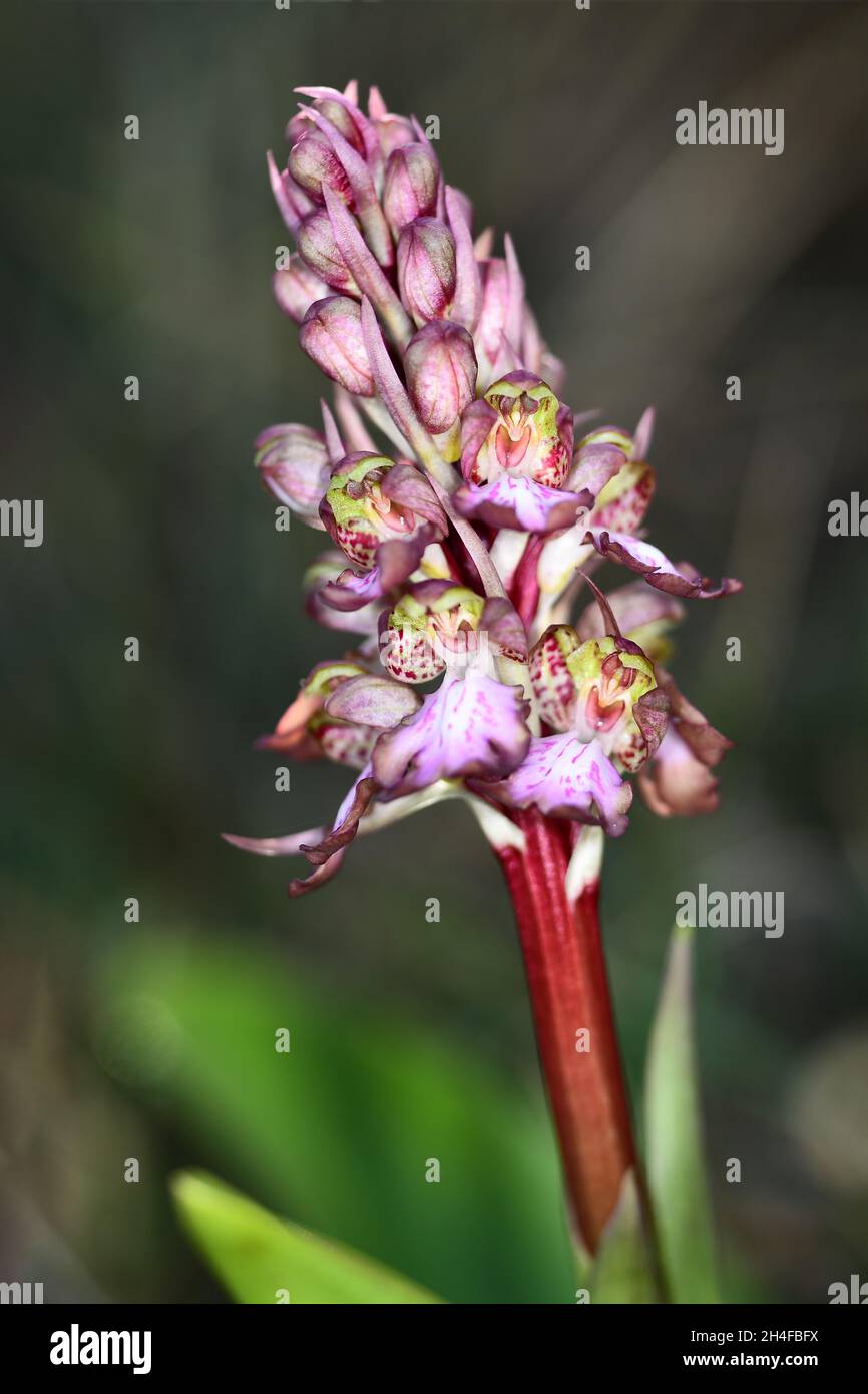 Barlia robertiana o Himantoglossum robertianum, orchidea gigante. Foto Stock
