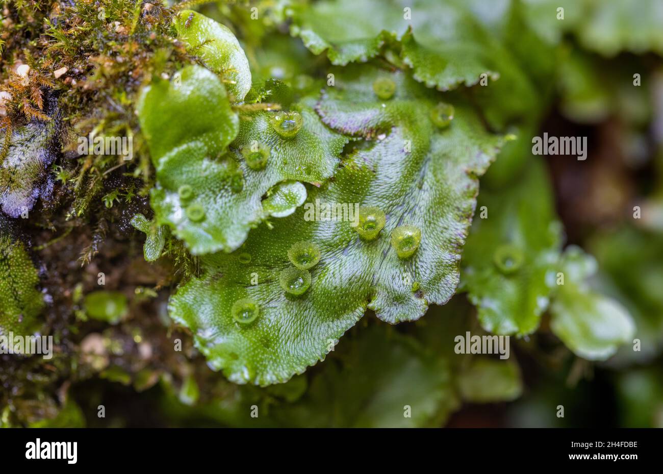 Marchantia, una specie del genere liverworts muss Foto Stock