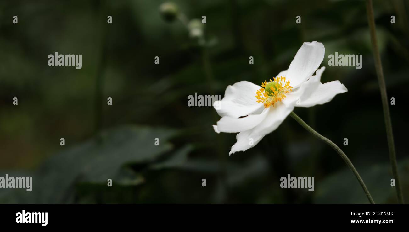 Primo piano con anemone bianco. Un bel fiore fragile su uno sfondo verde sfocato giardino. Banner orizzontale naturale, spazio di copia. Fuoco selettivo, deve Foto Stock