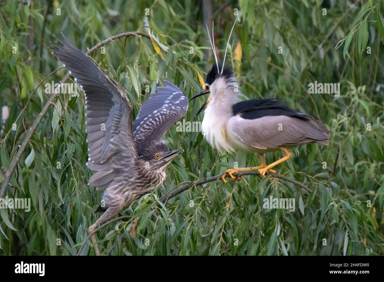 Airone notturno immaturo e adulto con corona nera al Comana Natural Park Foto Stock