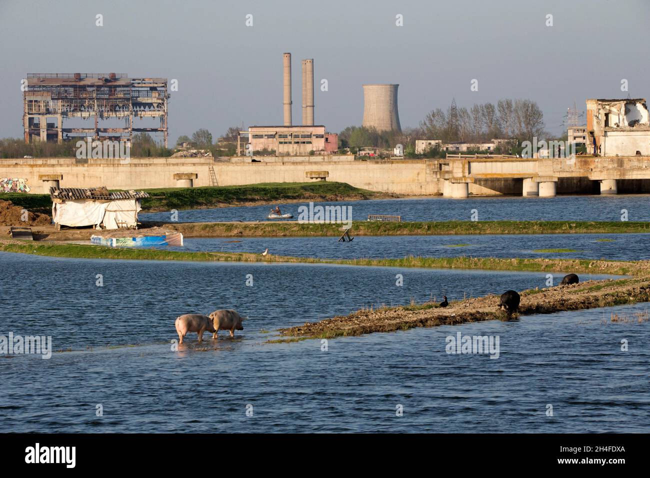 Resti di comunismo, fauna selvatica, maiali, canottaggio e taglio di capelli all'aperto Foto Stock