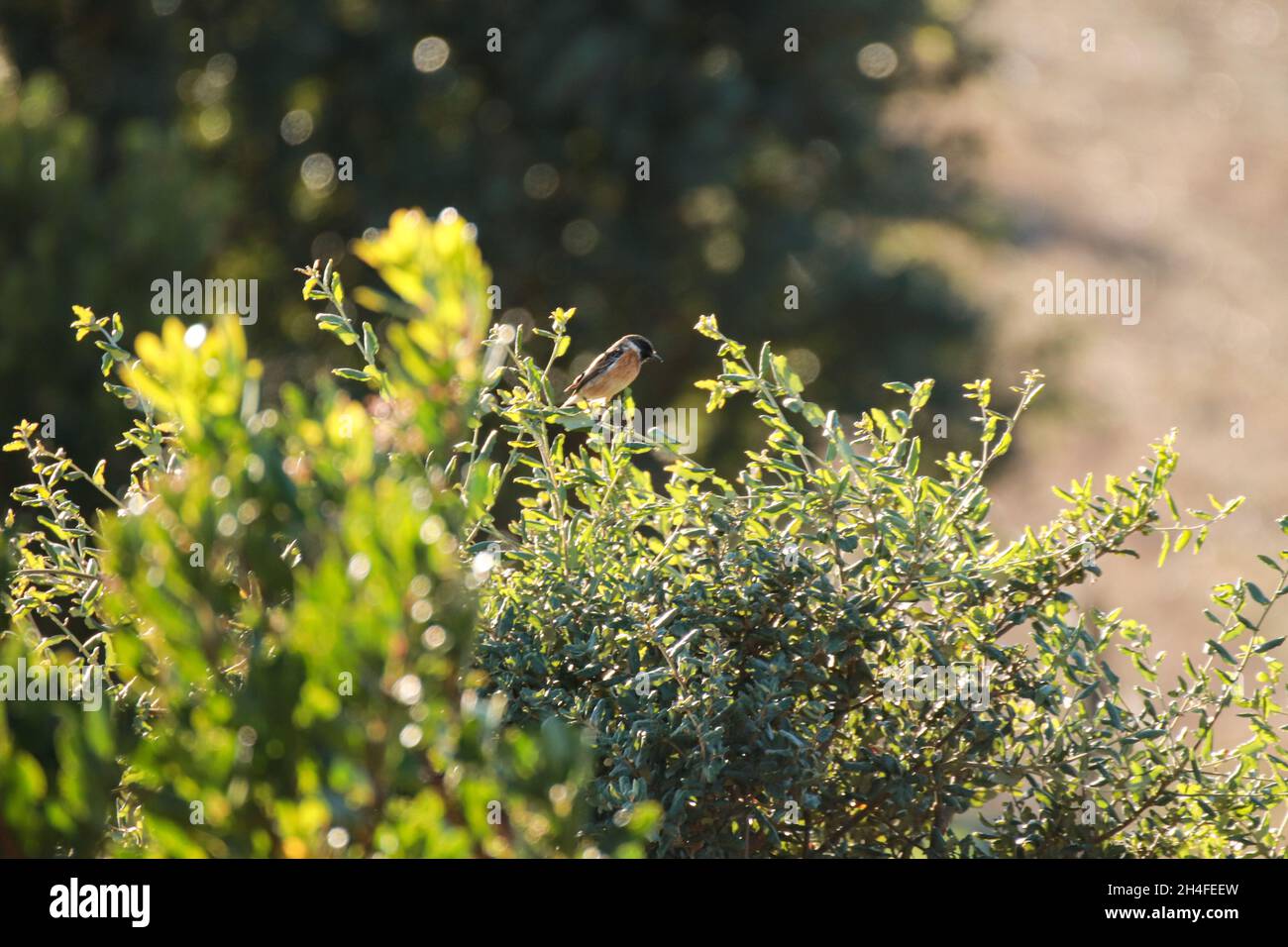 Stonechat europeo sul ramo. Fauna selvatica scena dalla natura Foto Stock