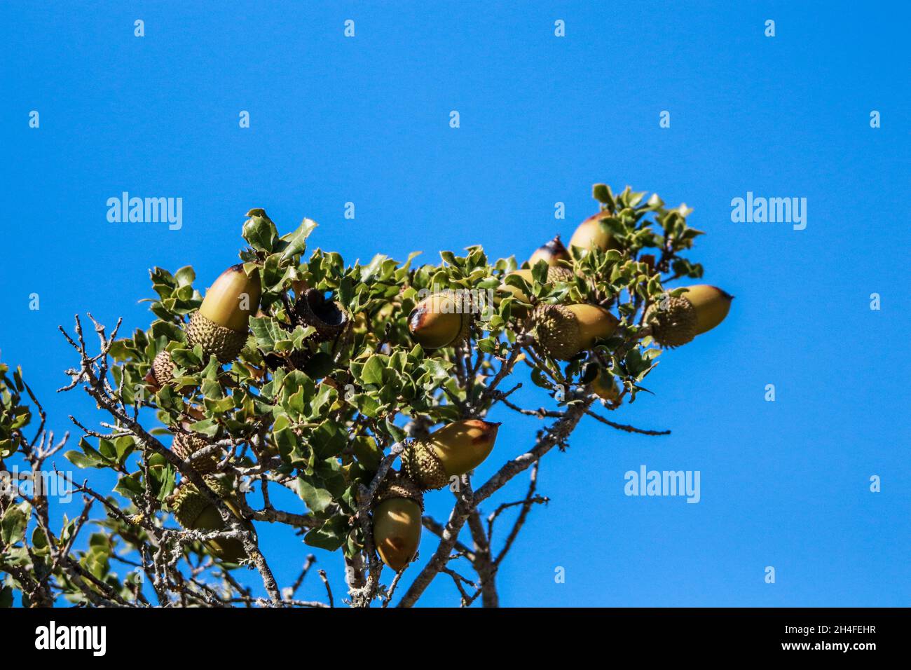 Acorns frutta su ramo di quercia nella foresta. Closeup acorns quercia noce albero su sfondo verde. Foto Stock