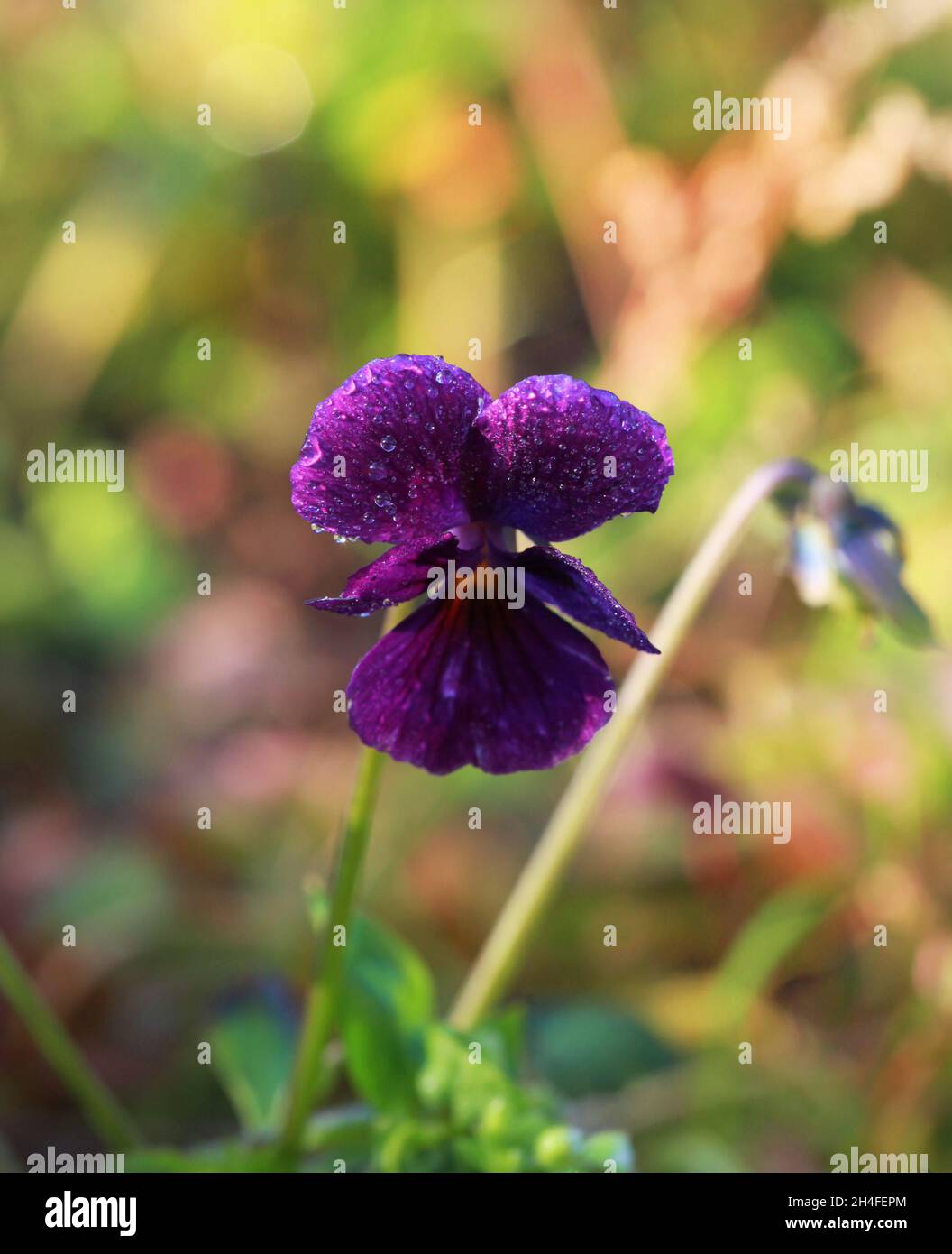 Fiore color viola con gocce d'acqua nel giardino. Foto Stock