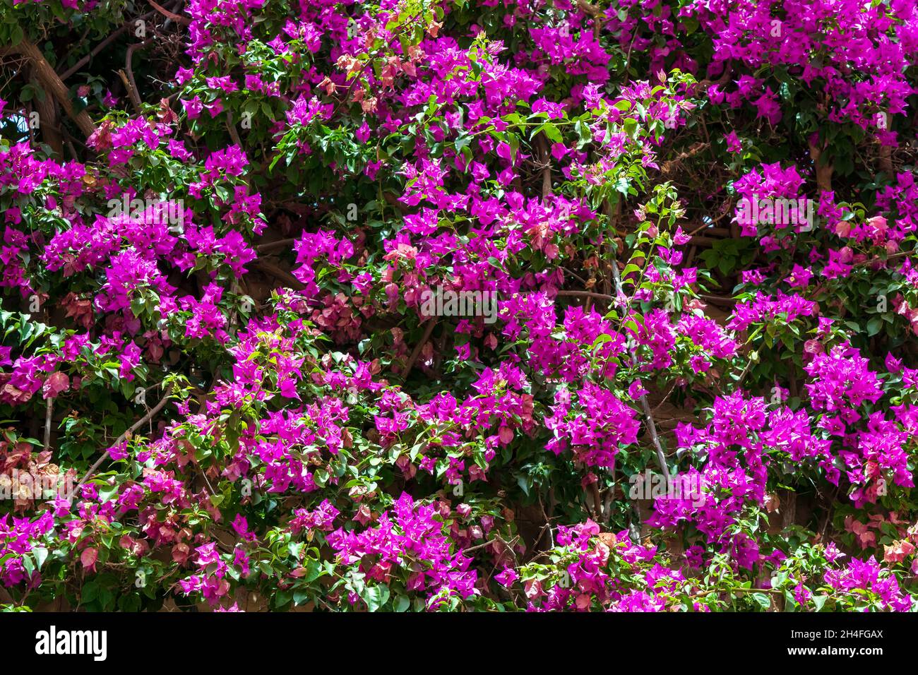 Sfondo fresco e luminoso con molti fiori viola Bougainvillea. Sfondo naturale con fiori Bougainvillea. Immagine fiorita luminosa. Foto Stock