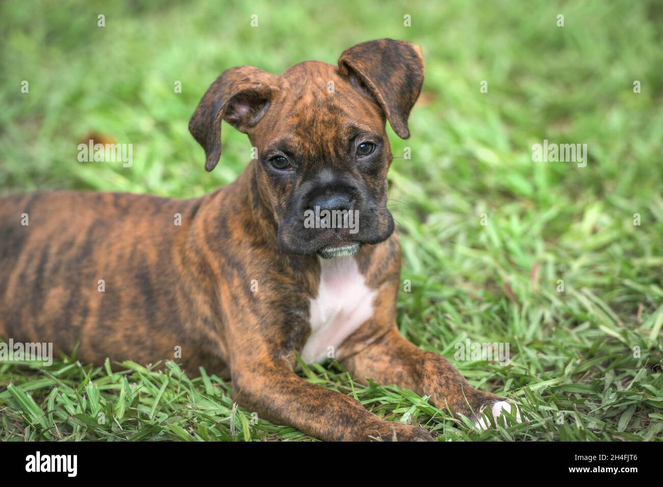 9 week old brindle Boxer cane cucciolo sdraiato sul prato erba Foto Stock