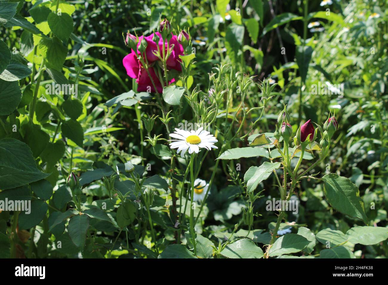 Blühende Margerite in einem grünen Gartenbiet mit einer magenta farbenen Rosenblüte und magenta Rosenknospen in einem Garten. Foto Stock