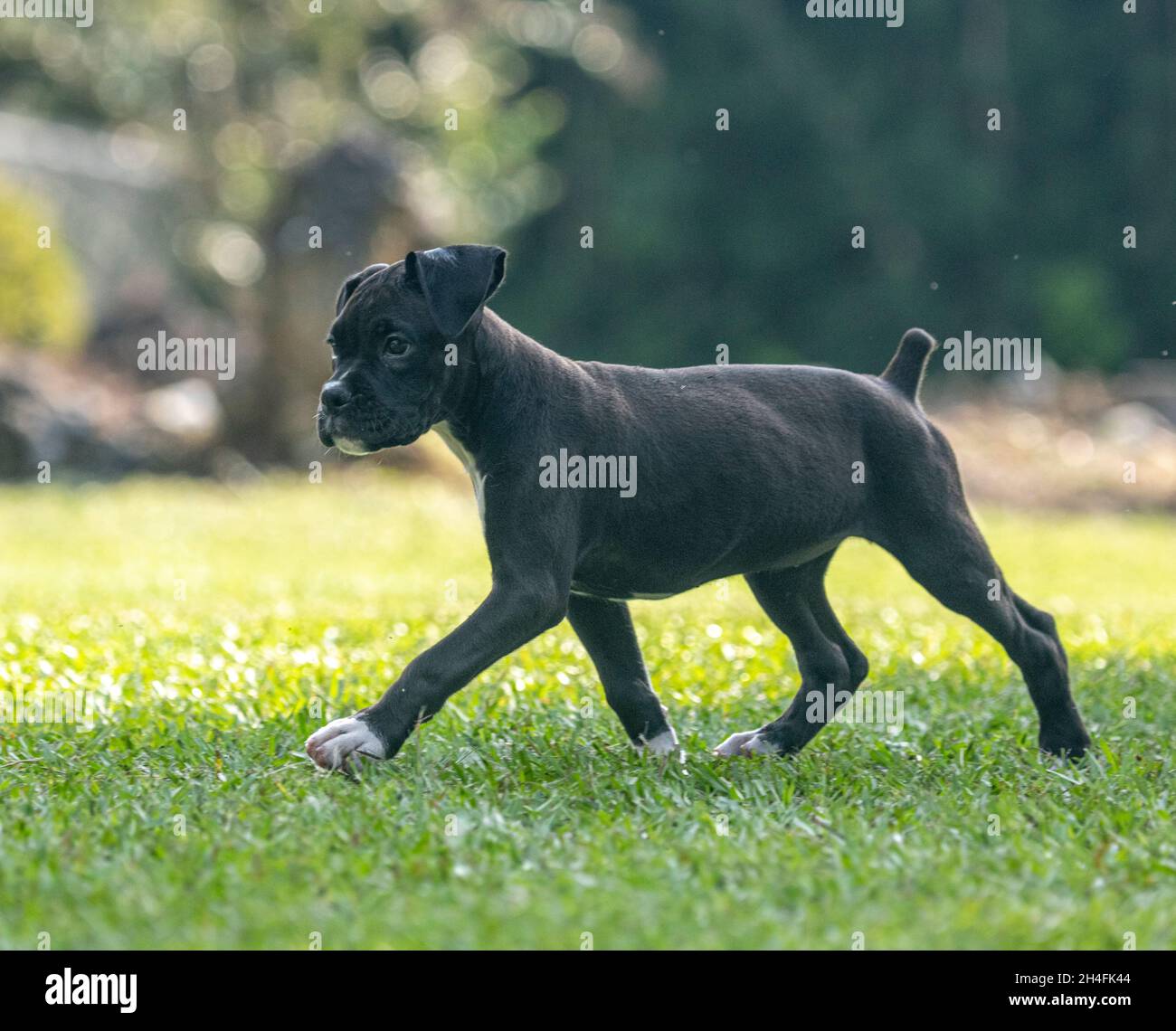 Allerta 9 settimane nero Boxer cane cucciolo gioca sul prato erba Foto Stock