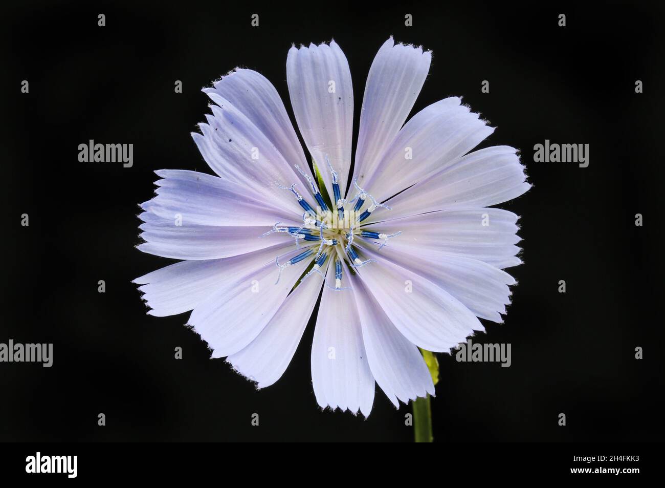 Chickory fiore isolato contro nero Foto Stock