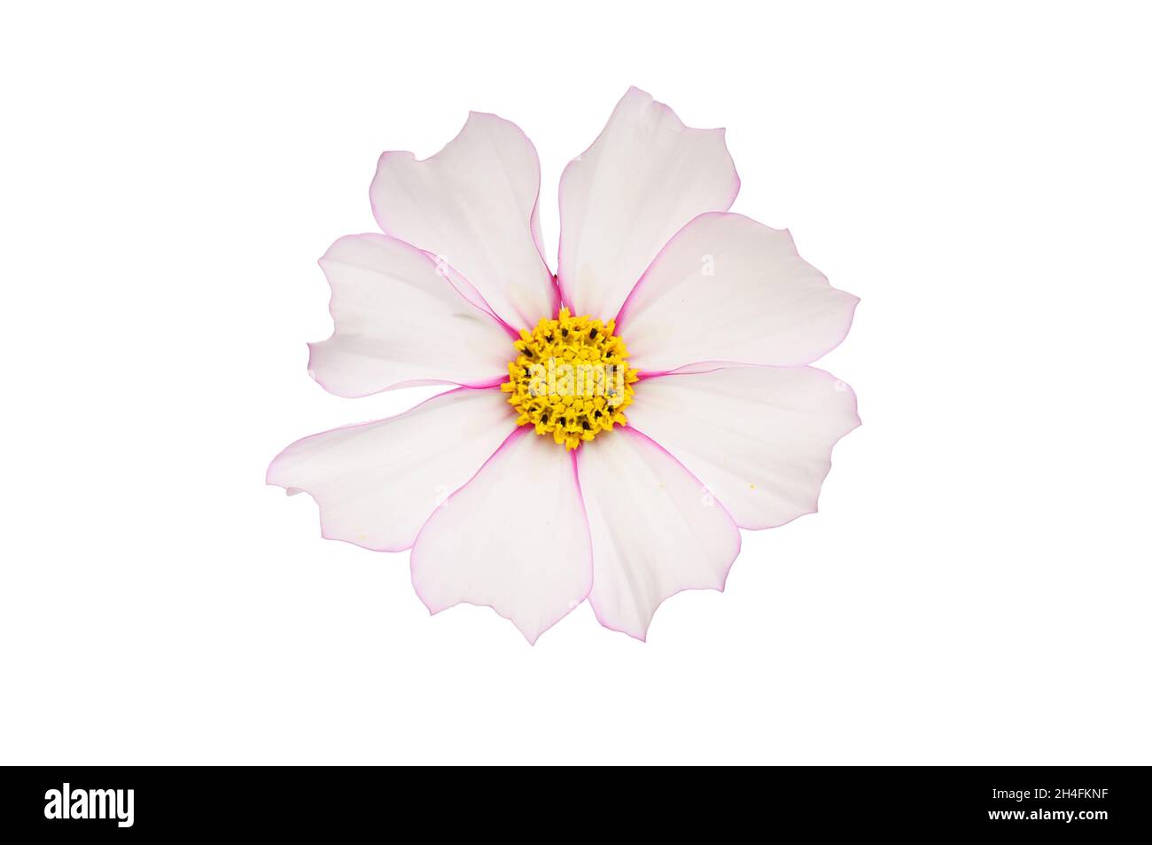 Fiore COSMOS con petali bianchi frangiati con rosso isolato contro bianco Foto Stock