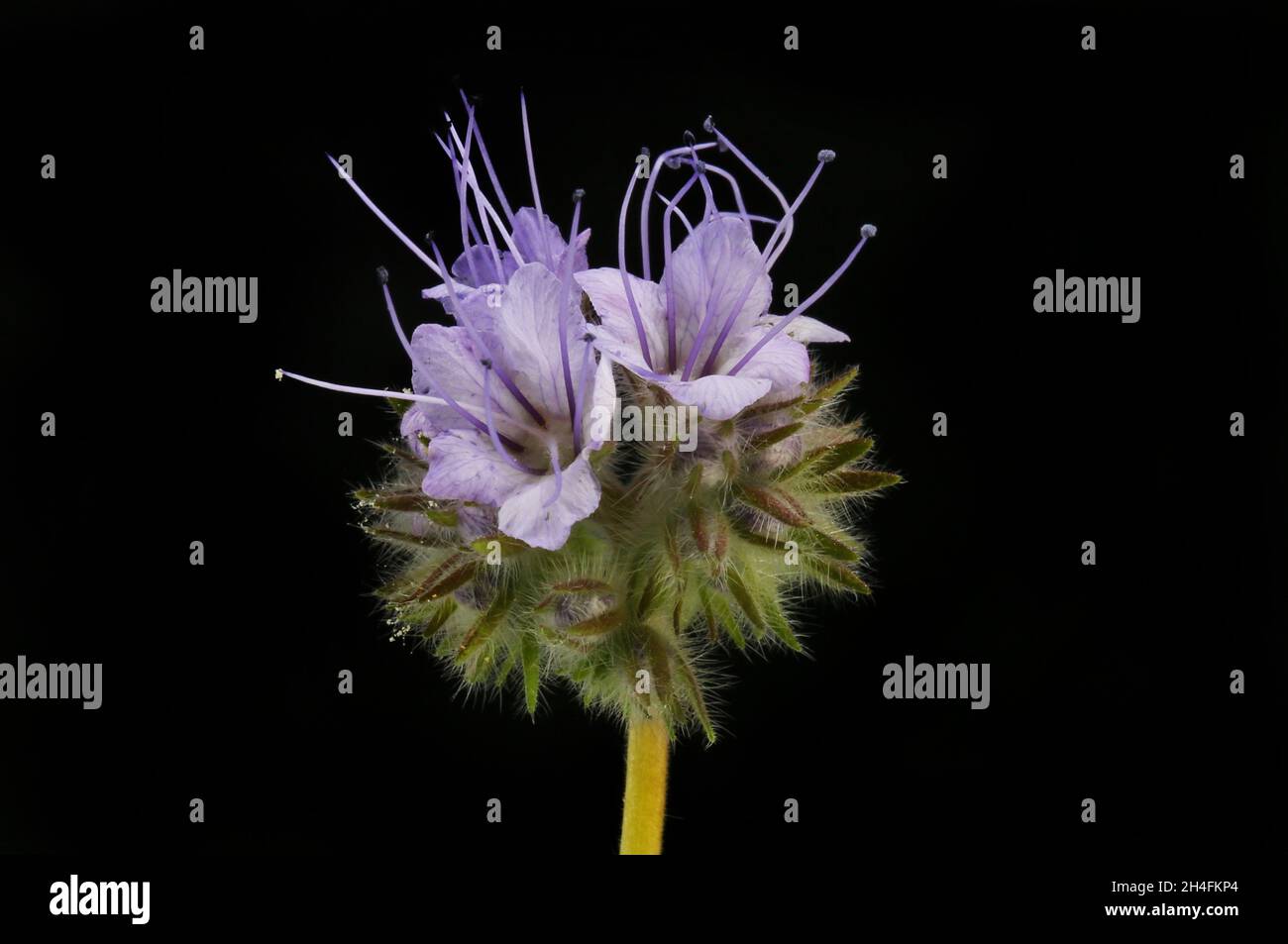 Phacelia fiori isolati contro nero Foto Stock
