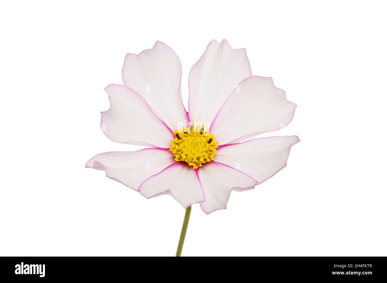 Fiore COSMOS con petali bianchi frangiati con rosso isolato contro bianco Foto Stock