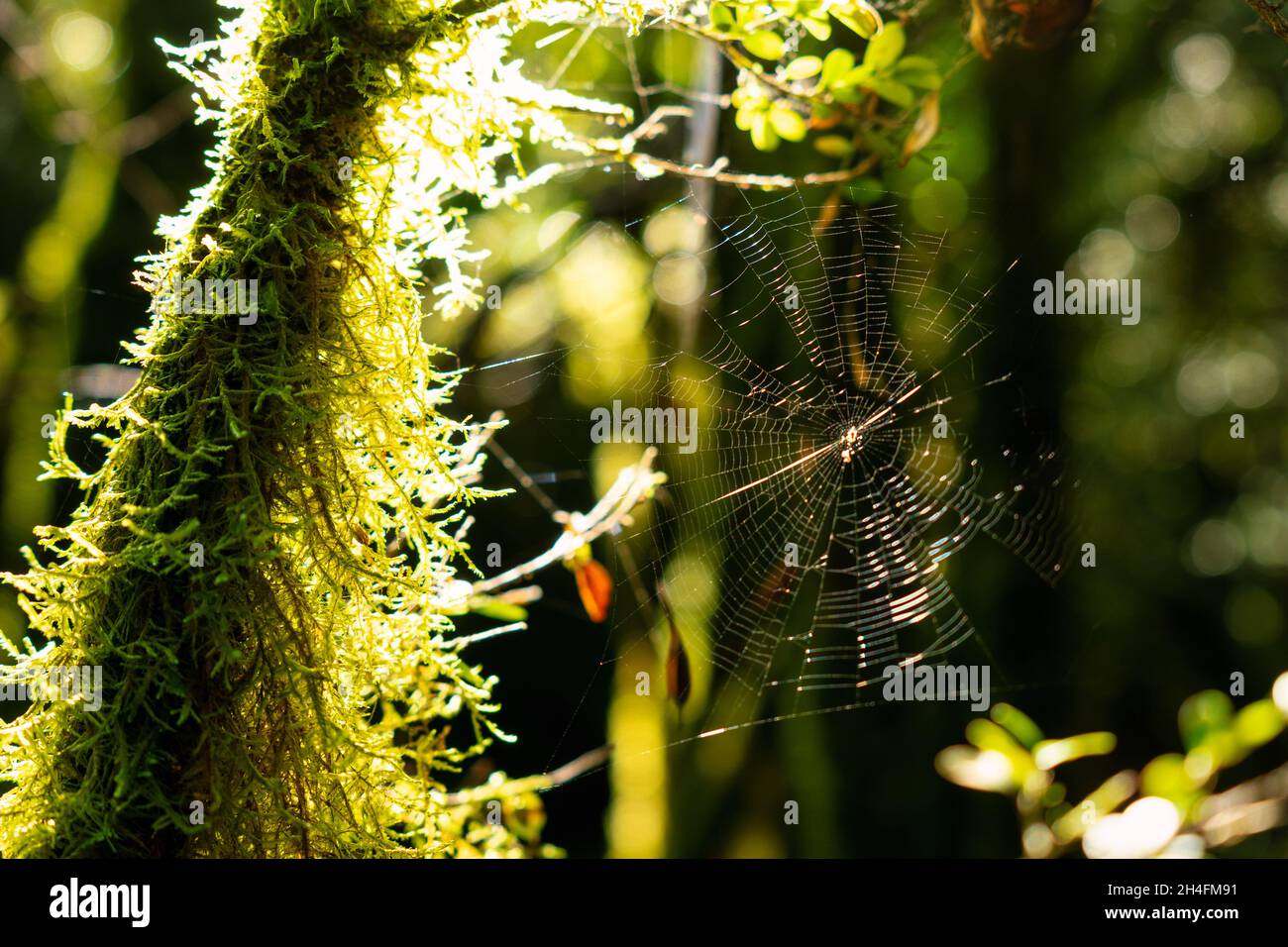 Ragnatela nella foresta verde Foto Stock