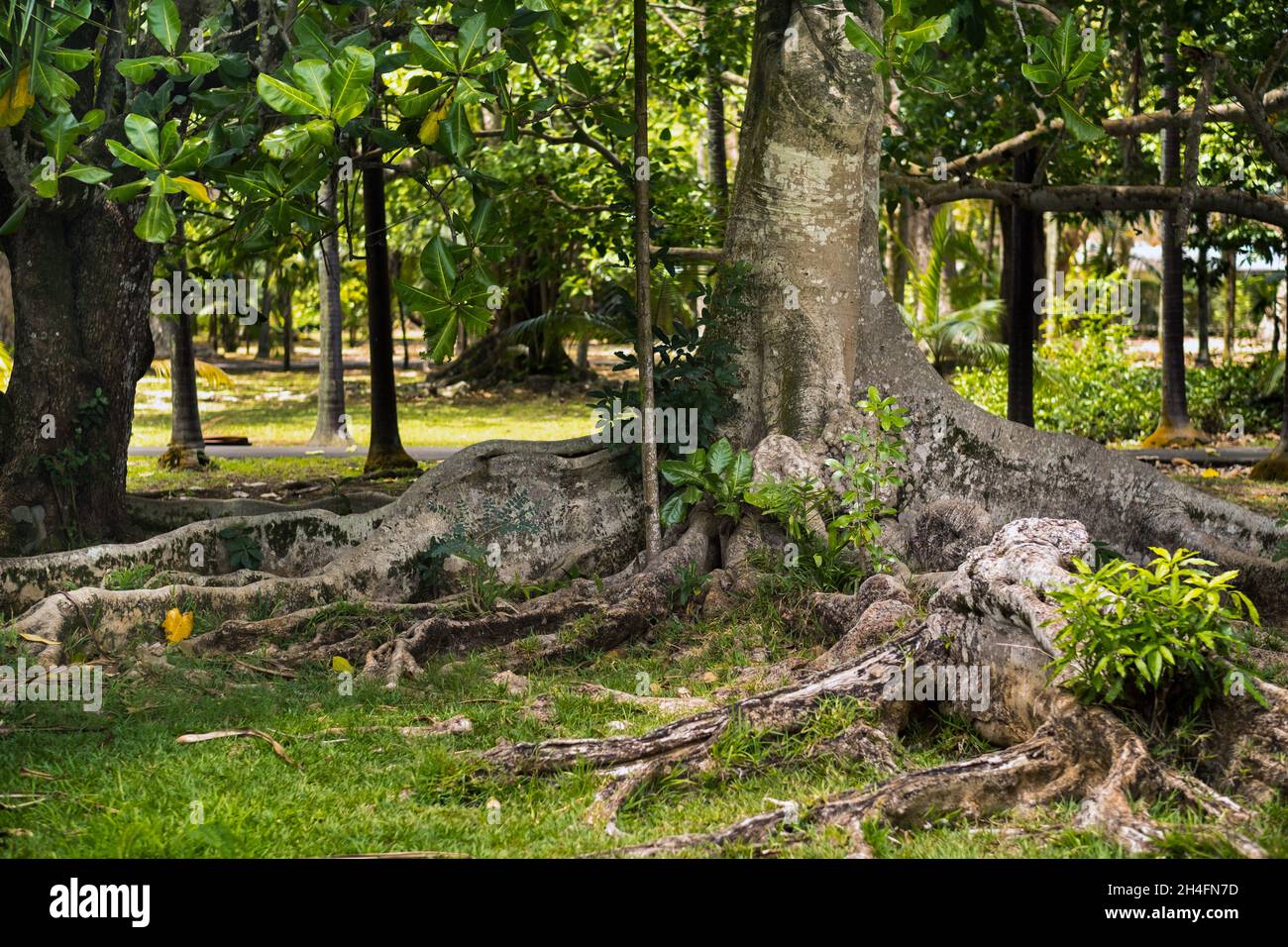 Grande ficus albero nel Giardino Botanico Pamplemousses, Mauritius. Foto Stock