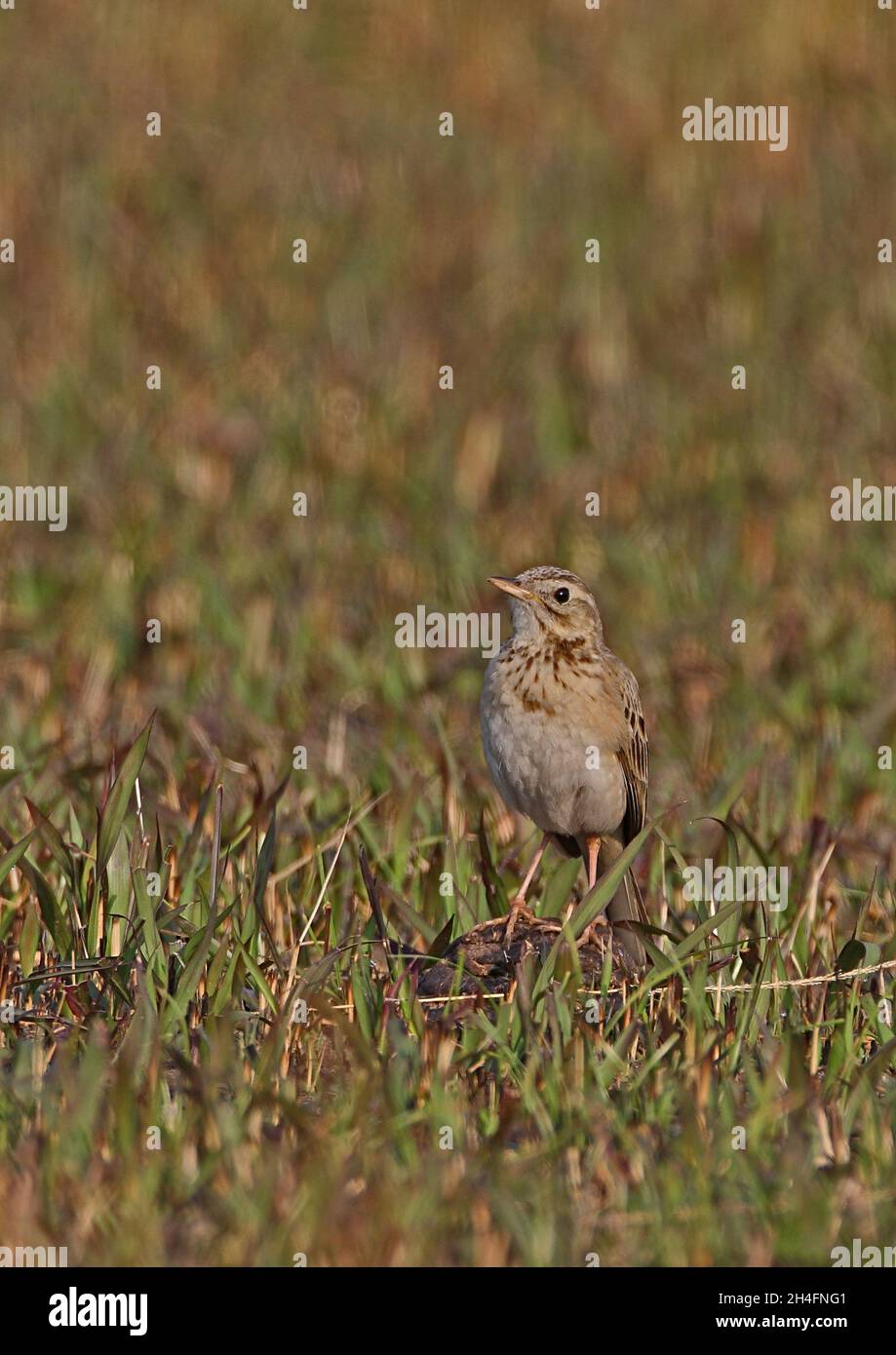 Richard's Pipit (Anthus Richardi) adulto in piedi sul bestiame che cade Arunachal Pradesh, India Gennaio Foto Stock