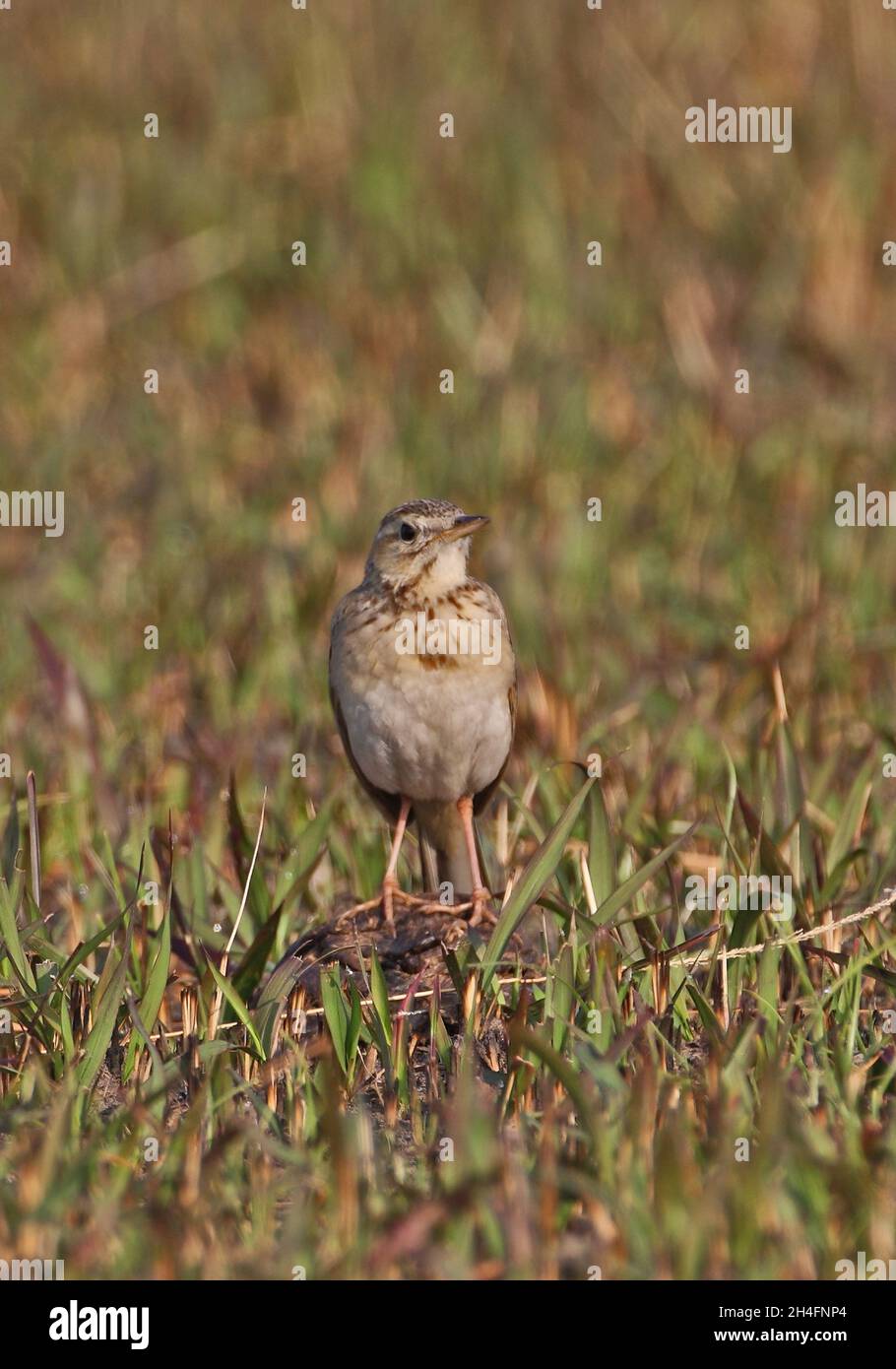 Richard's Pipit (Anthus Richardi) adulto in piedi sul bestiame che cade Arunachal Pradesh, India Gennaio Foto Stock