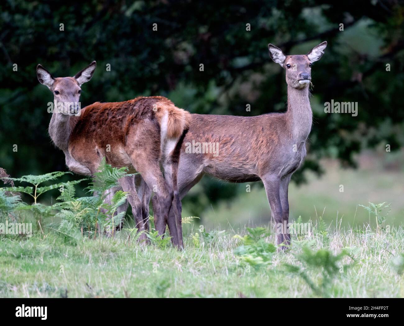 Deer Fallow a Powis Castle vicino a Welshpool, Galles, Regno Unito. Foto Stock