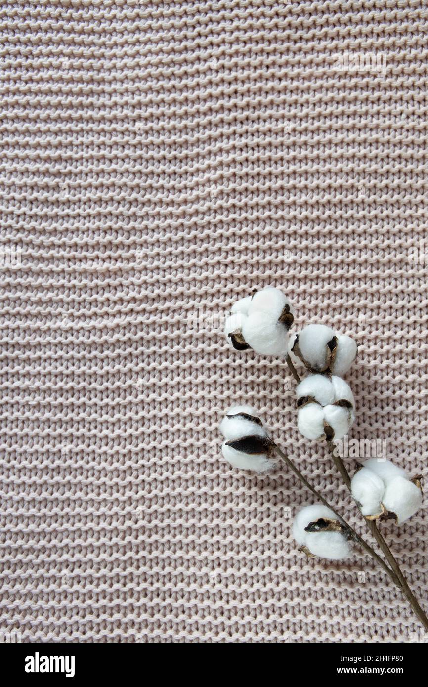 Un rametto di cotone su uno sfondo testurizzato, una coperta rosa polverosa sul letto, vista dall'alto, primo piano, spazio copia. Concetto comfort, tessuti naturali, interni de Foto Stock