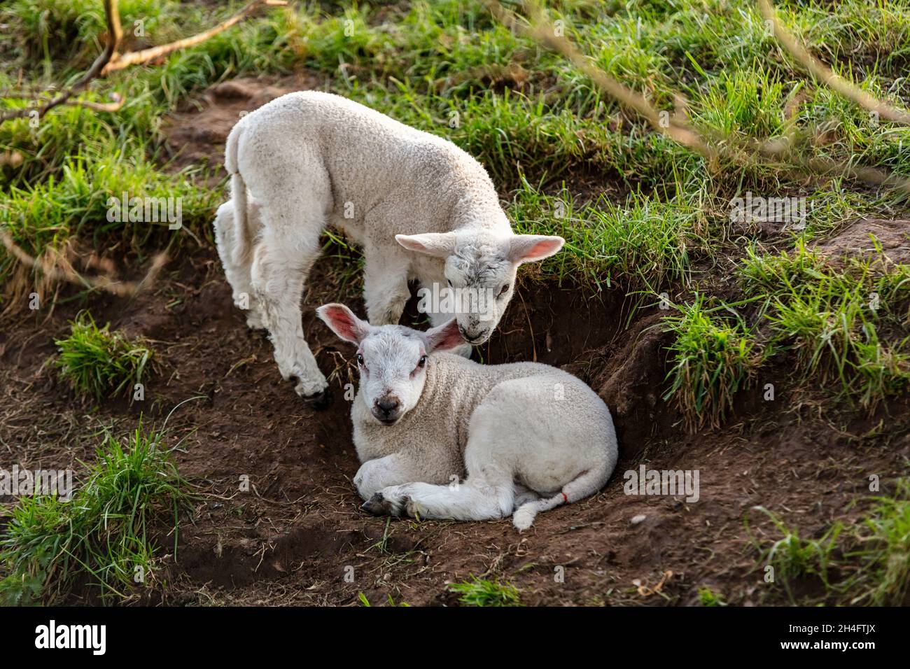 Giovani agnelli primaverili di pecora in un campo verde di fattoria Foto Stock