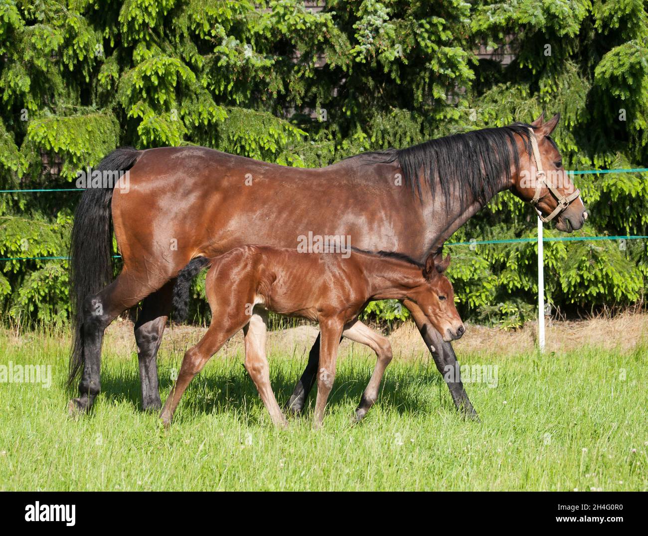 Mare con neonato nemico di cavallo sportivo sul prato Foto Stock