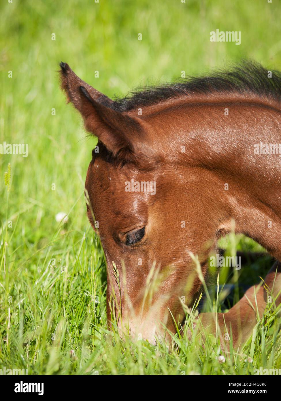 Ritratto di un giorno di sport cavallo fallo Foto Stock