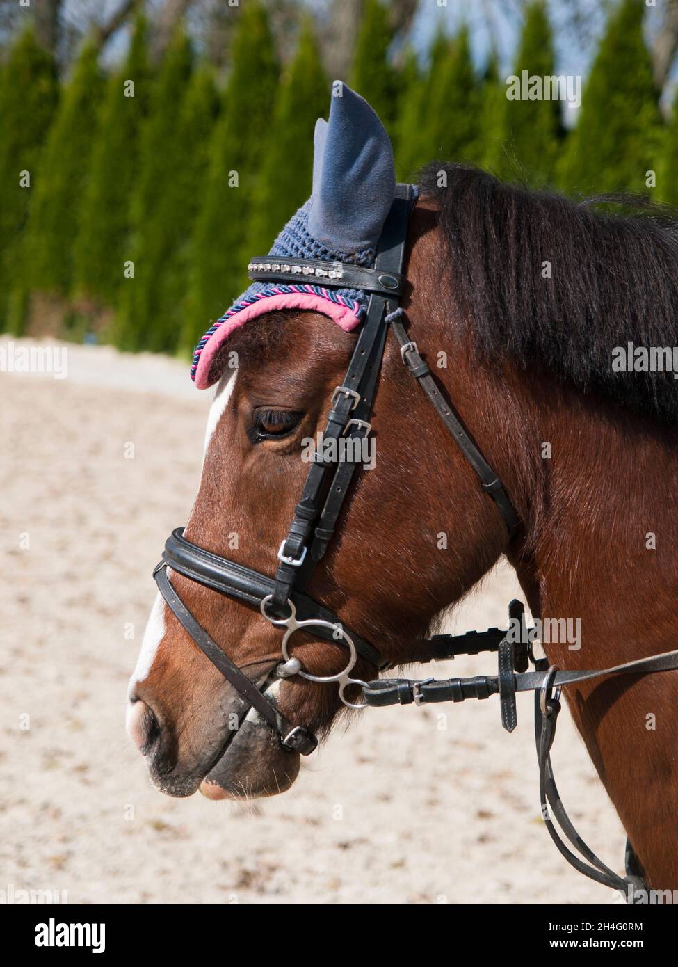 Ritratto di pony sportivo con briglia Foto Stock