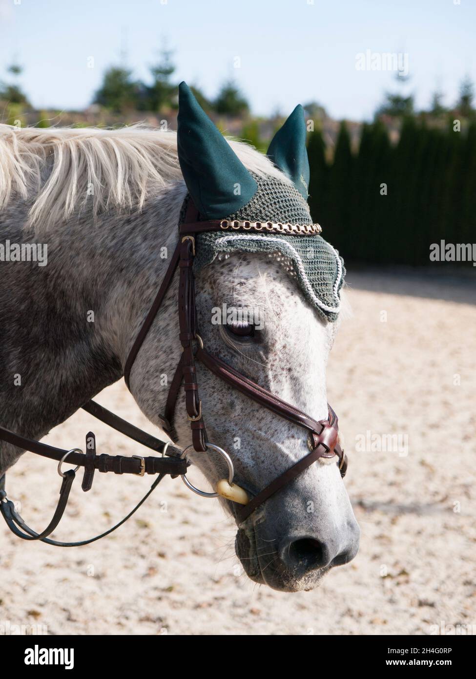 Pony sportivo bianco con briglia Foto Stock