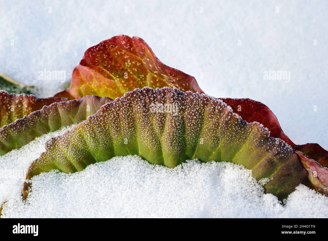 Cavolo verde congelato fino a arrossato in inverno freddo nella neve, coperto alla cima dal vento inverno. Cristalli di ghiaccio frizzante, sole invernale Foto Stock