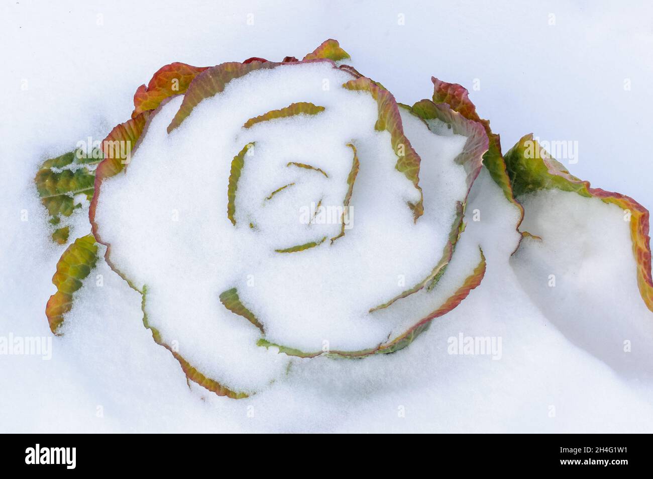 Cavolo verde congelato fino a arrossato in inverno freddo nella neve, coperto alla cima dal vento inverno. Cristalli di ghiaccio frizzante, sole invernale Foto Stock