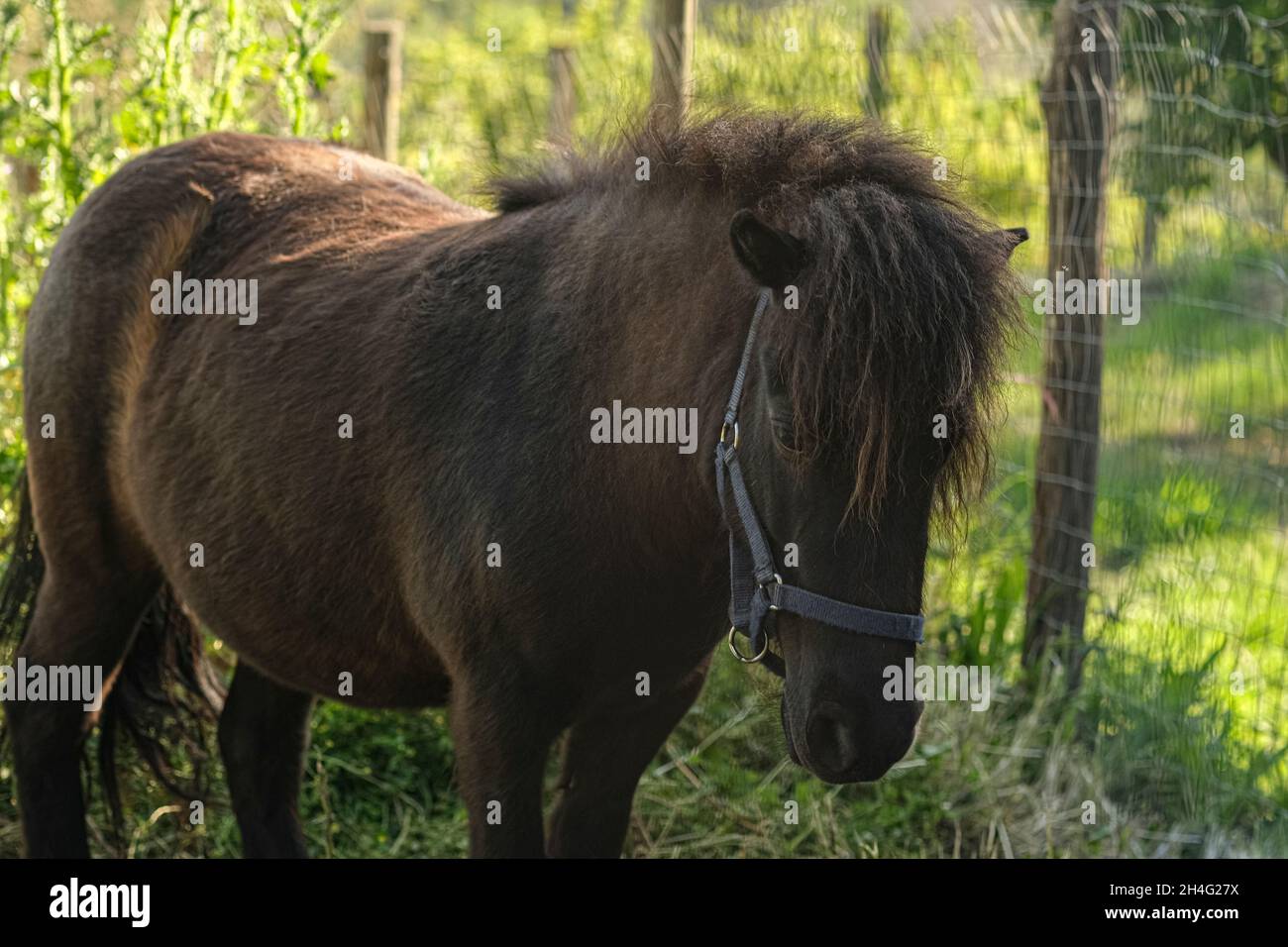 Ritratto di cavallo di pony scuro mentre vive in fattoria naturale selvaggia, razza animale equestre Foto Stock