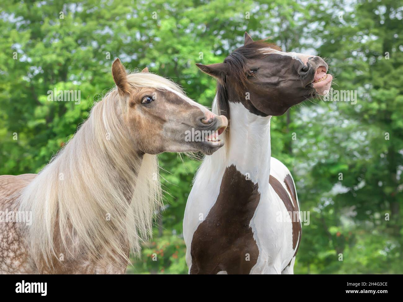 I CAVALLI CHE SI ARRICCIANO IL LABBRO FINO A FARE IL VISO UMOROSO Foto Stock
