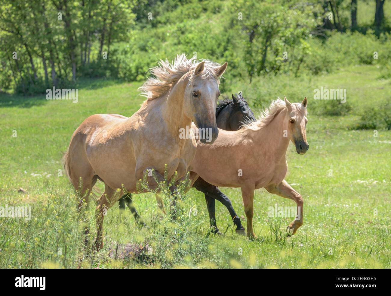 Tre quarti di cavalcate che corrono in pascolo alpino Foto Stock