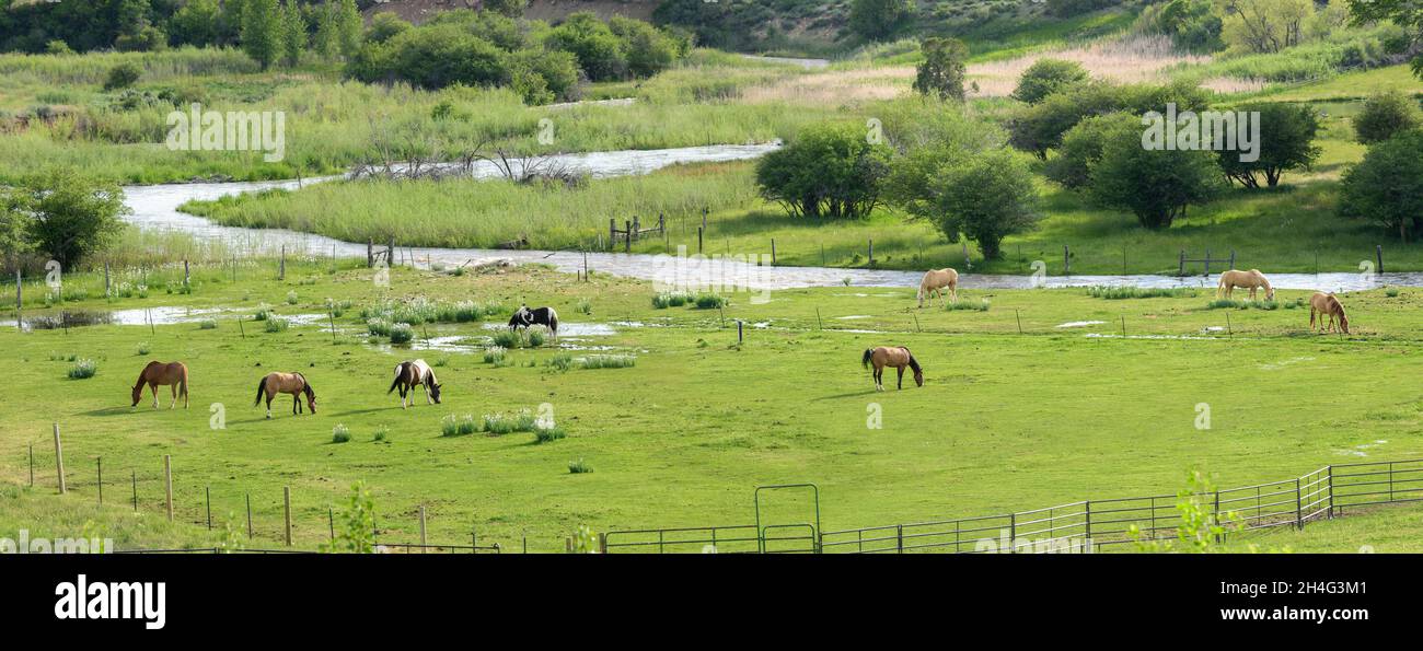 Quarto cavalli pascolano vicino al ruscello che scorre, Durango, CO Foto Stock