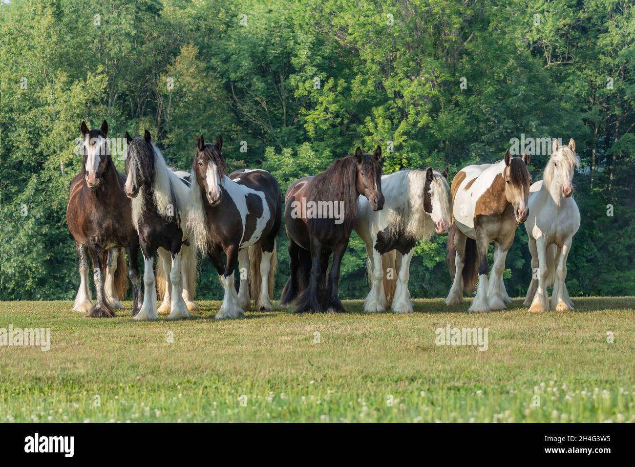 Gruppo di cavalli zingari Vanner in fila Foto Stock