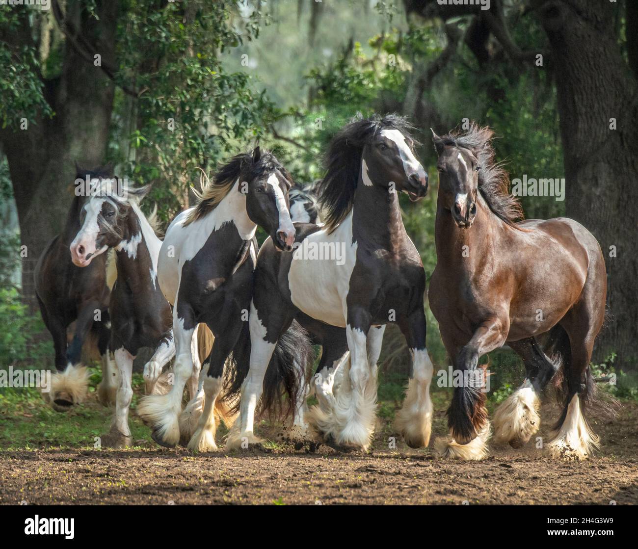 Mandria di cavalli gitani Vanner che corrono in pascolo Treed Foto Stock