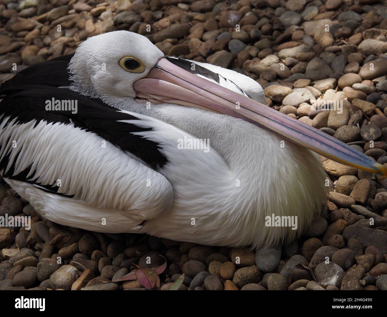 Attraente bel Pelican australiano con occhi luminosi e piumaggio incontaminato. Foto Stock