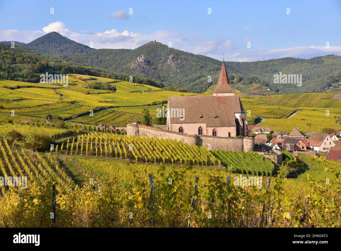 Vista della chiesa del villaggio e i vigneti di Hunawihr sulla strada del vino alsaziano nel dipartimento Alto Reno, sullo sfondo le rovine del castello di Foto Stock