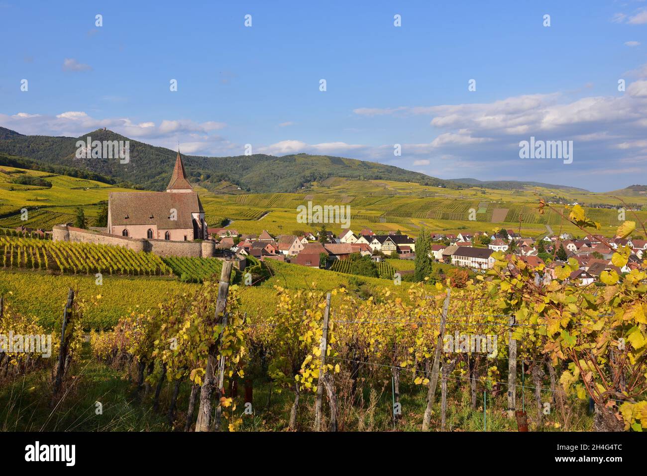 Vista della chiesa del villaggio e i vigneti di Hunawihr sulla strada del vino alsaziano nel dipartimento Alto Reno, sullo sfondo i Vosgi, Grand-e Foto Stock