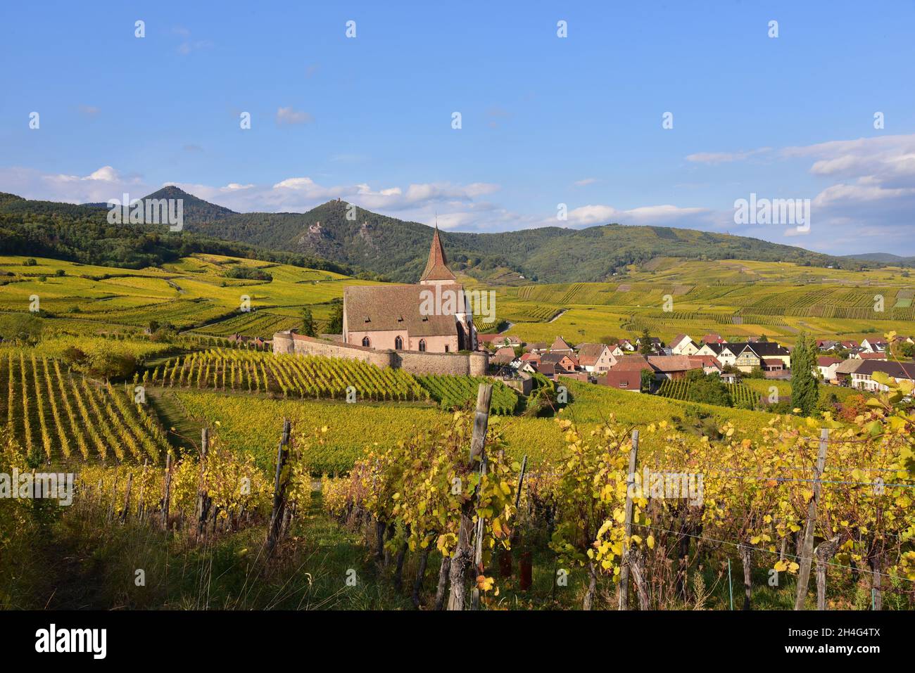 Vista della chiesa del villaggio e i vigneti di Hunawihr sulla strada del vino alsaziano nel dipartimento Alto Reno, sullo sfondo i Vosgi, Grand-e Foto Stock