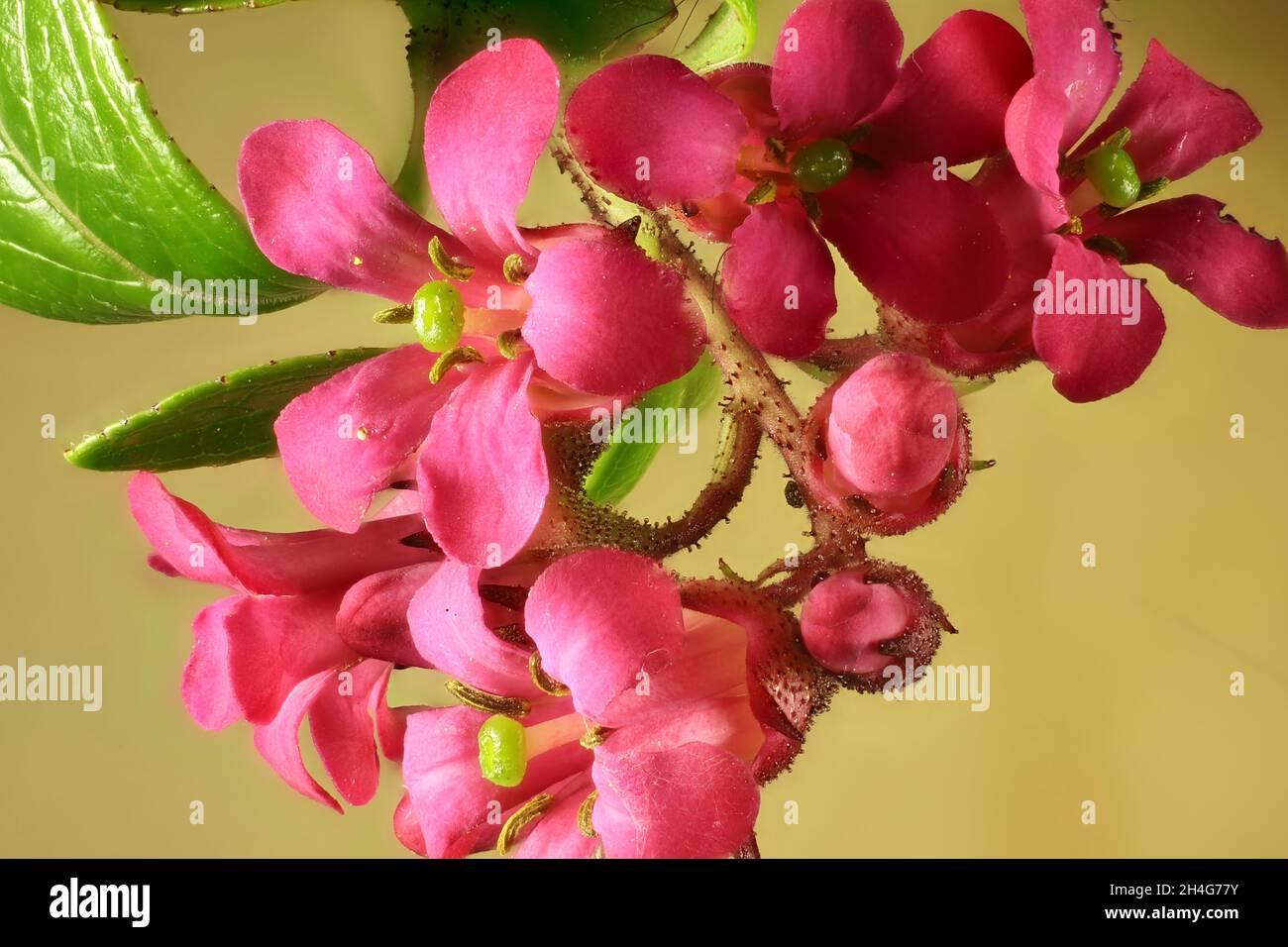 Macroscopa di fiori e fogliame isolati dell'Escallonia Foto Stock