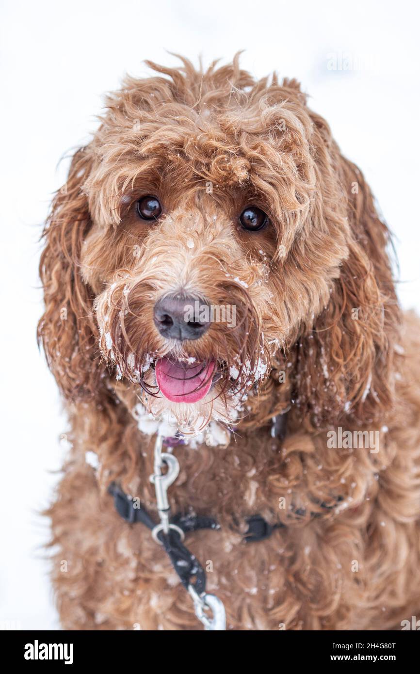 Cockapoo cane che gioca durante l'inverno. Foto Stock